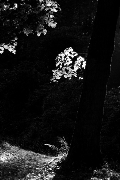IMGP9529-2